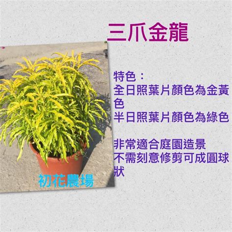 三爪金龍種植|三爪金龍 – 菁芳園綠生活